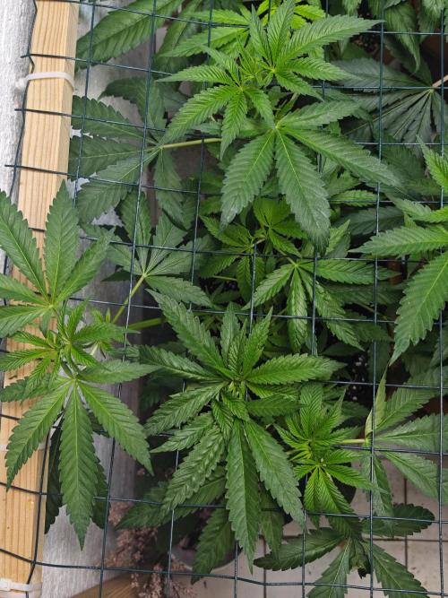 Franco-Lemon-Banana. Week 7