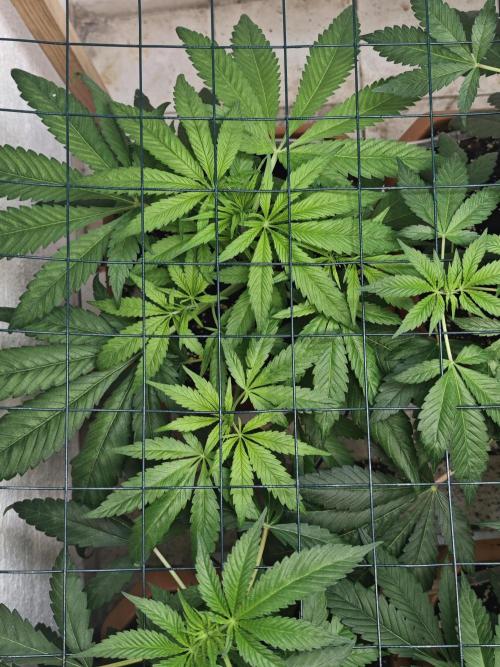 Franco-Lemon-Banana. Week 7