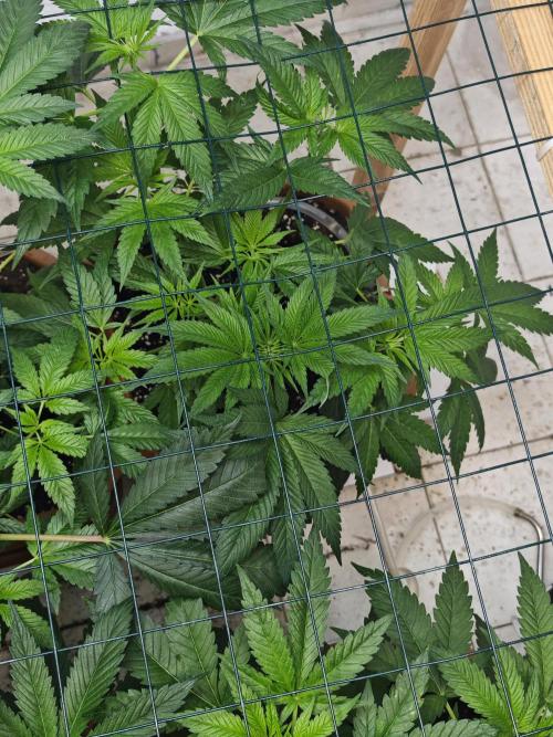 Franco-Lemon-Banana. Week 7