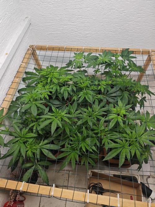 Franco-Lemon-Banana. Week 7