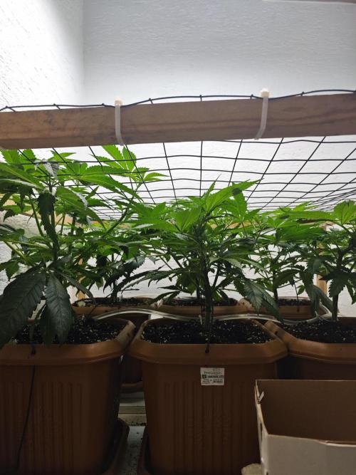 Franco-Lemon-Banana. Week 7