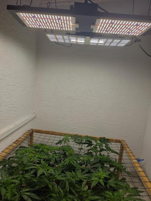 Franco-Lemon-Banana. Week 7