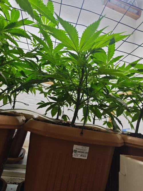 Franco-Lemon-Banana. Week 7