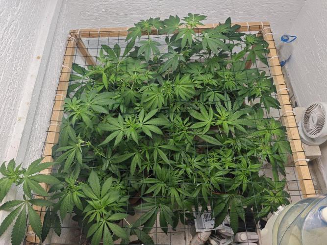 Franco-Lemon-Banana. Week 8