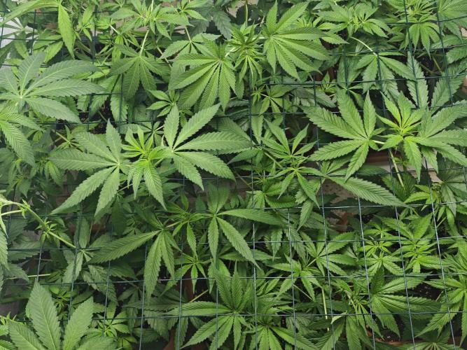 Franco-Lemon-Banana. Week 8