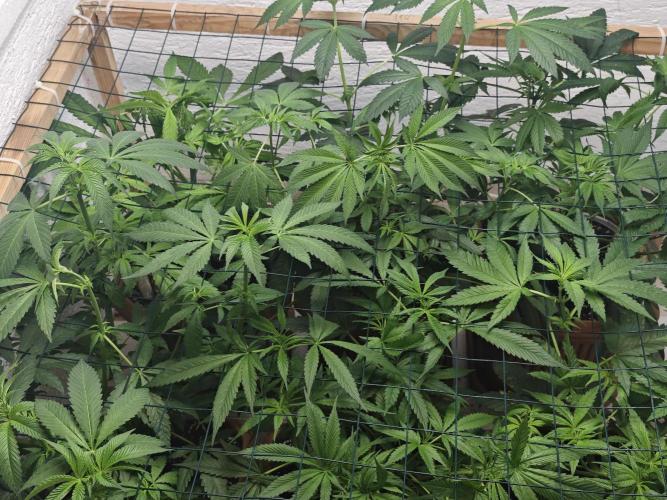 Franco-Lemon-Banana. Week 8