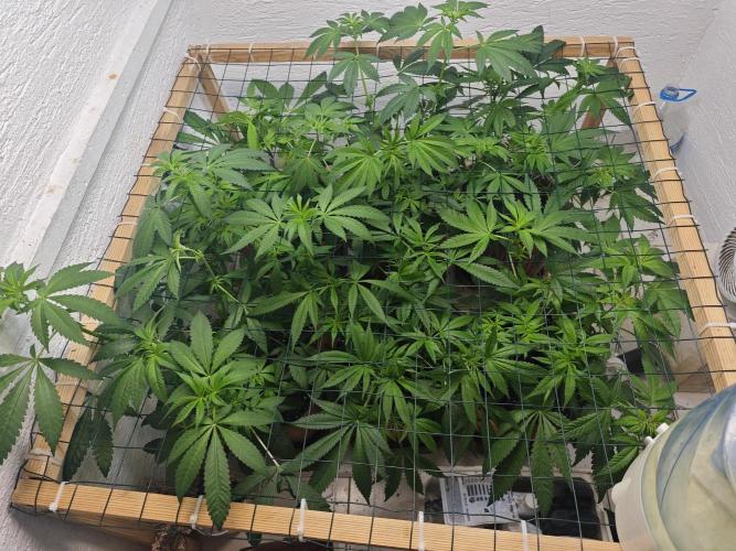 Franco-Lemon-Banana. Week 8