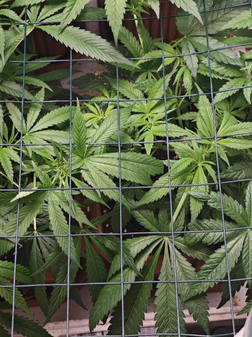 Franco-Lemon-Banana. Week 8