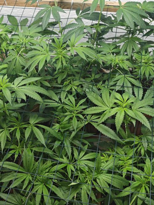 Franco-Lemon-Banana. Week 8