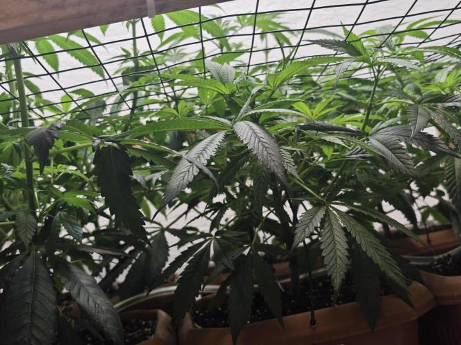 Franco-Lemon-Banana. Week 8