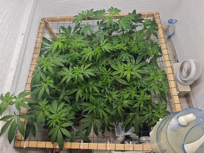 Franco-Lemon-Banana. Week 8