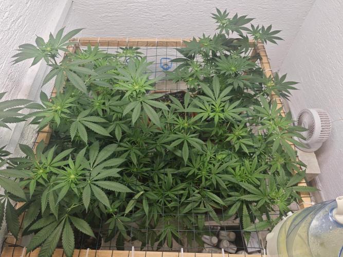 Franco-Lemon-Banana. Week 9