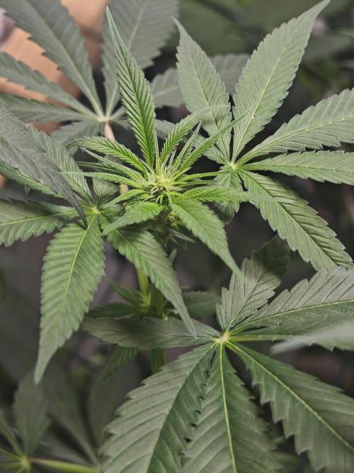 Franco-Lemon-Banana. Week 9