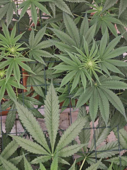 Franco-Lemon-Banana. Week 9