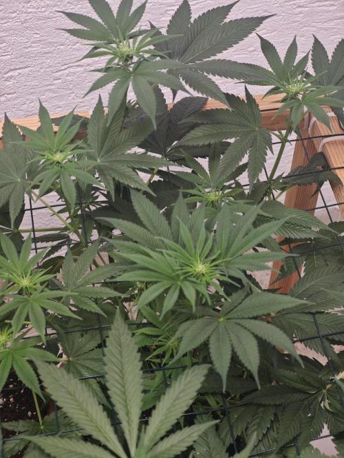 Franco-Lemon-Banana. Week 9