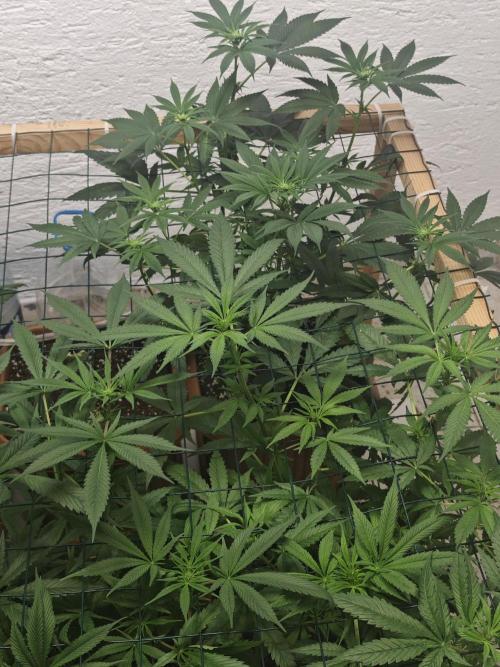 Franco-Lemon-Banana. Week 9