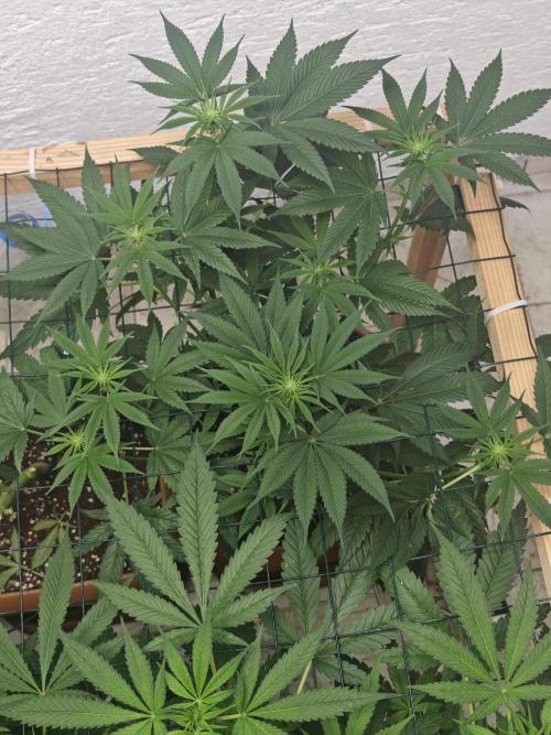 Franco-Lemon-Banana. Week 9