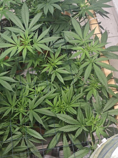 Franco-Lemon-Banana. Week 9