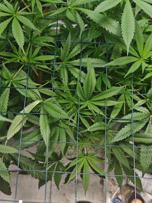 Franco-Lemon-Banana. Week 9