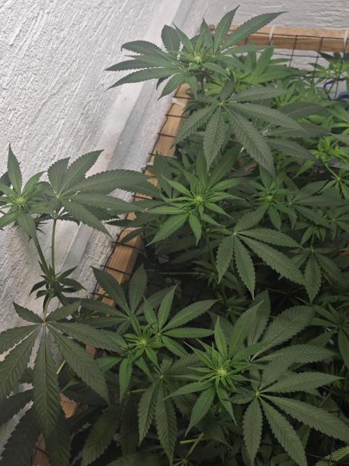 Franco-Lemon-Banana. Week 9