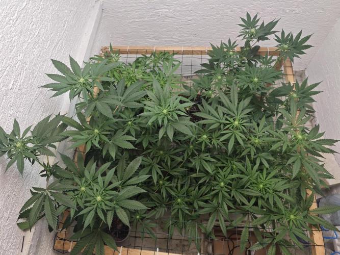 Franco-Lemon-Banana. Week 10