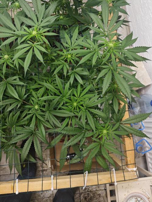 Franco-Lemon-Banana. Week 10