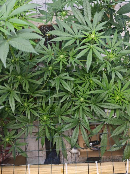 Franco-Lemon-Banana. Week 10