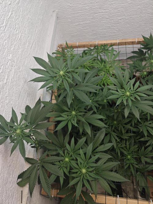 Franco-Lemon-Banana. Week 10