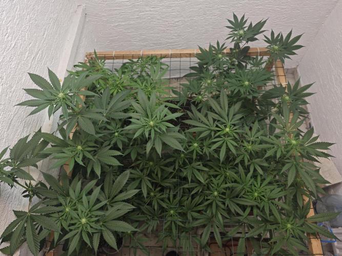 Franco-Lemon-Banana. Week 10