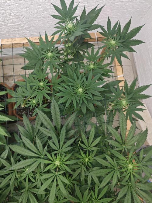 Franco-Lemon-Banana. Week 10