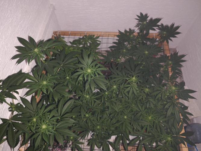 Franco-Lemon-Banana. Week 10