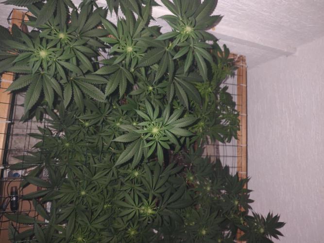 Franco-Lemon-Banana. Week 10