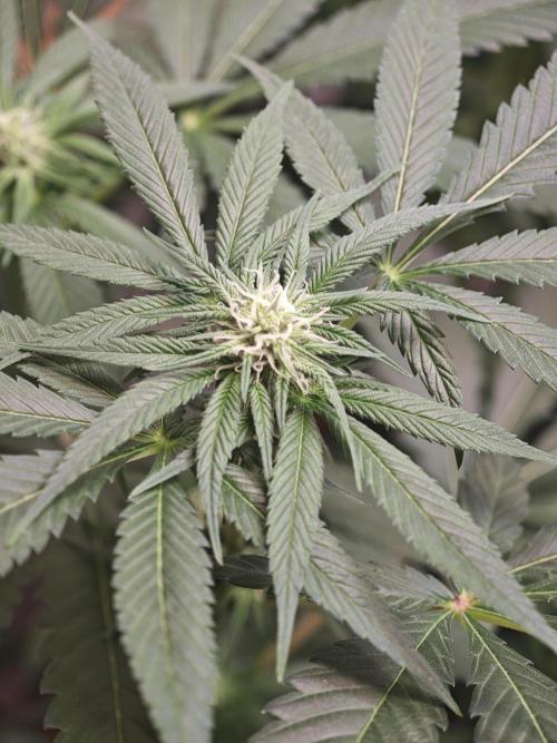 Franco-Lemon-Banana. Week 10