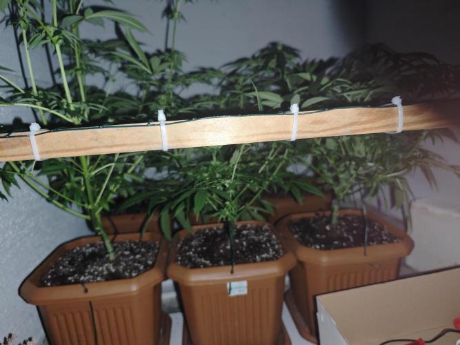 Franco-Lemon-Banana. Week 10