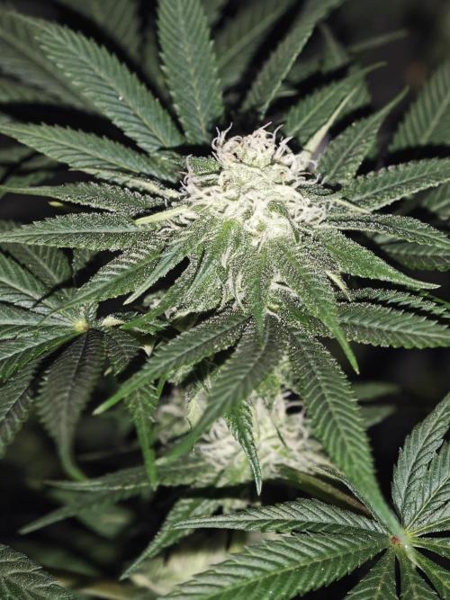 Franco-Lemon-Banana. Week 11