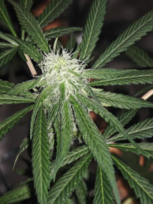 Franco-Lemon-Banana. Week 11