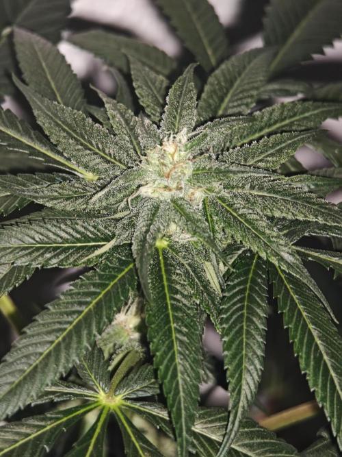 Franco-Lemon-Banana. Week 11