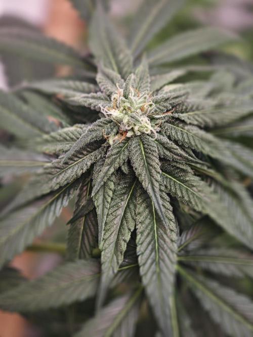 Franco-Lemon-Banana. Week 11