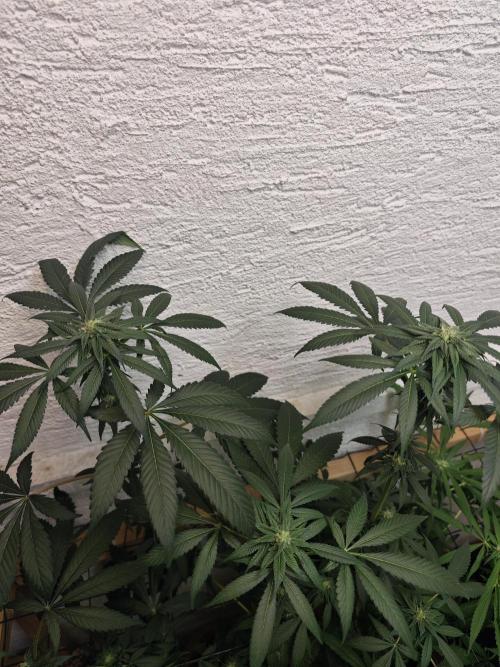 Franco-Lemon-Banana. Week 11