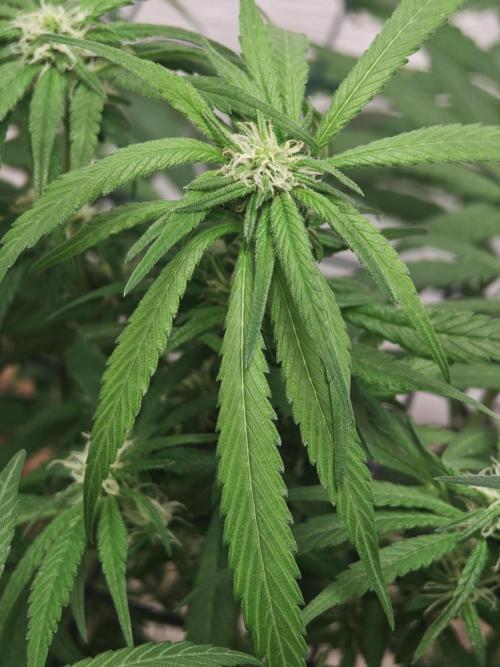 Franco-Lemon-Banana. Week 11