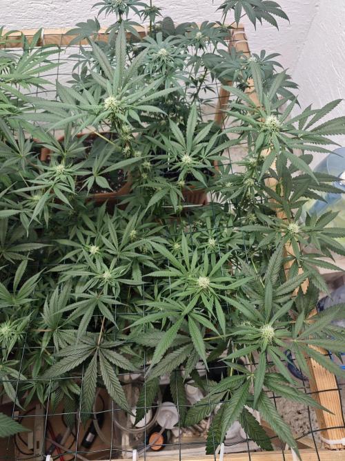 Franco-Lemon-Banana. Week 11