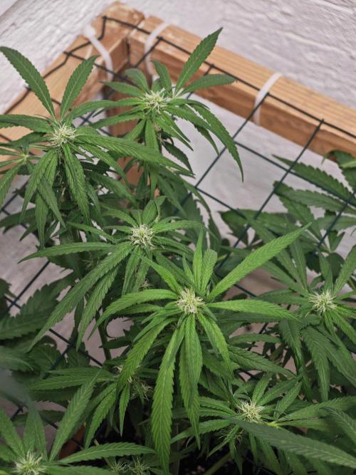 Franco-Lemon-Banana. Week 11