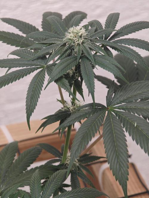 Franco-Lemon-Banana. Week 11