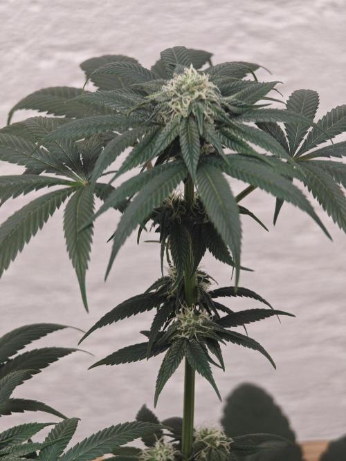 Franco-Lemon-Banana. Week 11