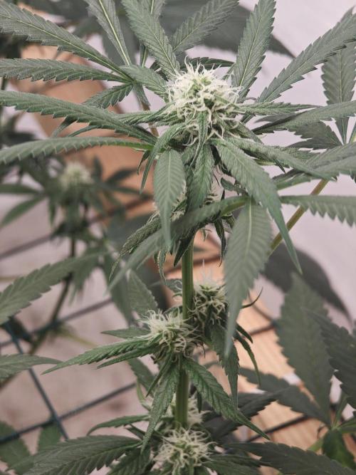 Franco-Lemon-Banana. Week 11