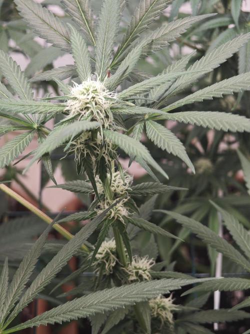 Franco-Lemon-Banana. Week 11