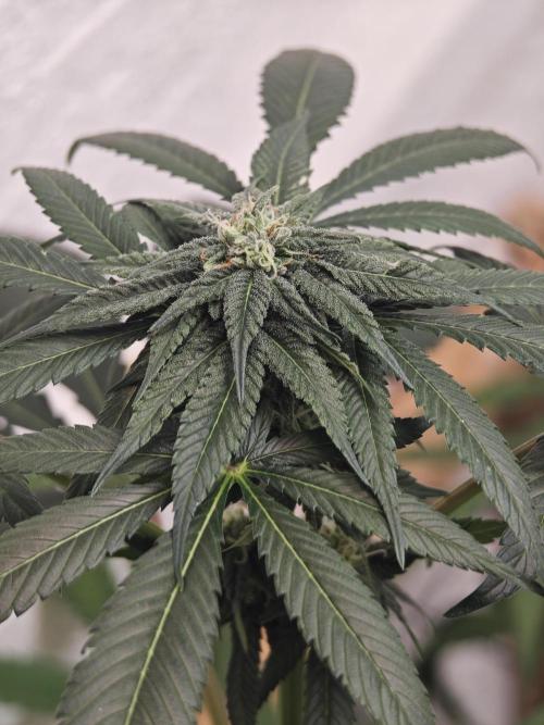 Franco-Lemon-Banana. Week 11