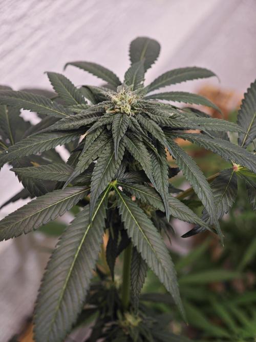 Franco-Lemon-Banana. Week 11