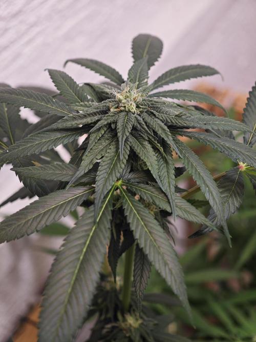 Franco-Lemon-Banana. Week 11