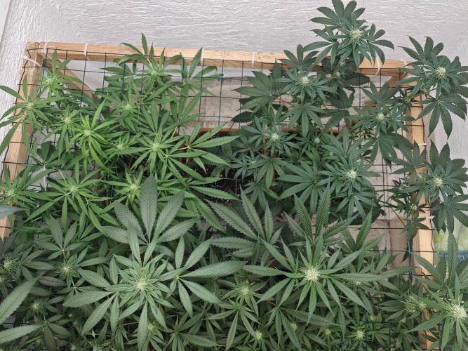 Franco-Lemon-Banana. Week 11